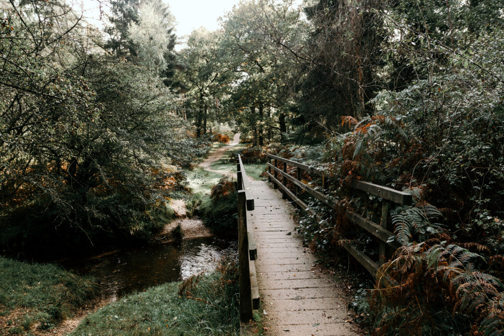 Wood with bridge over the river. Autumn time. Hampshire. Ewa Jones Photography