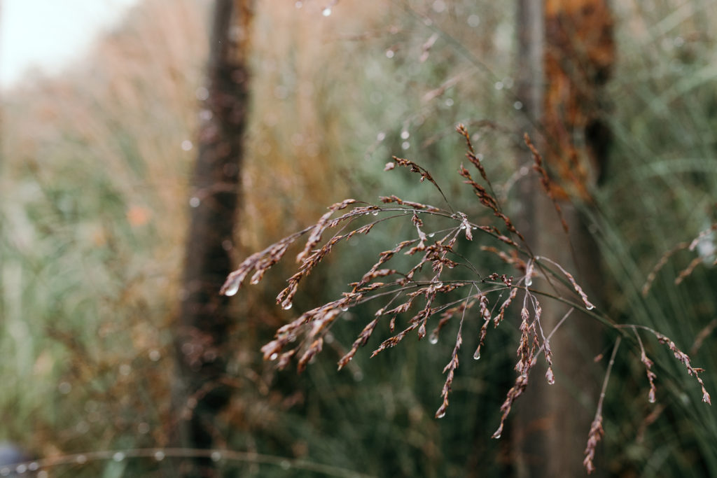 Macro photo of nature with water droplets. Hampshire. Ewa Jones Photography