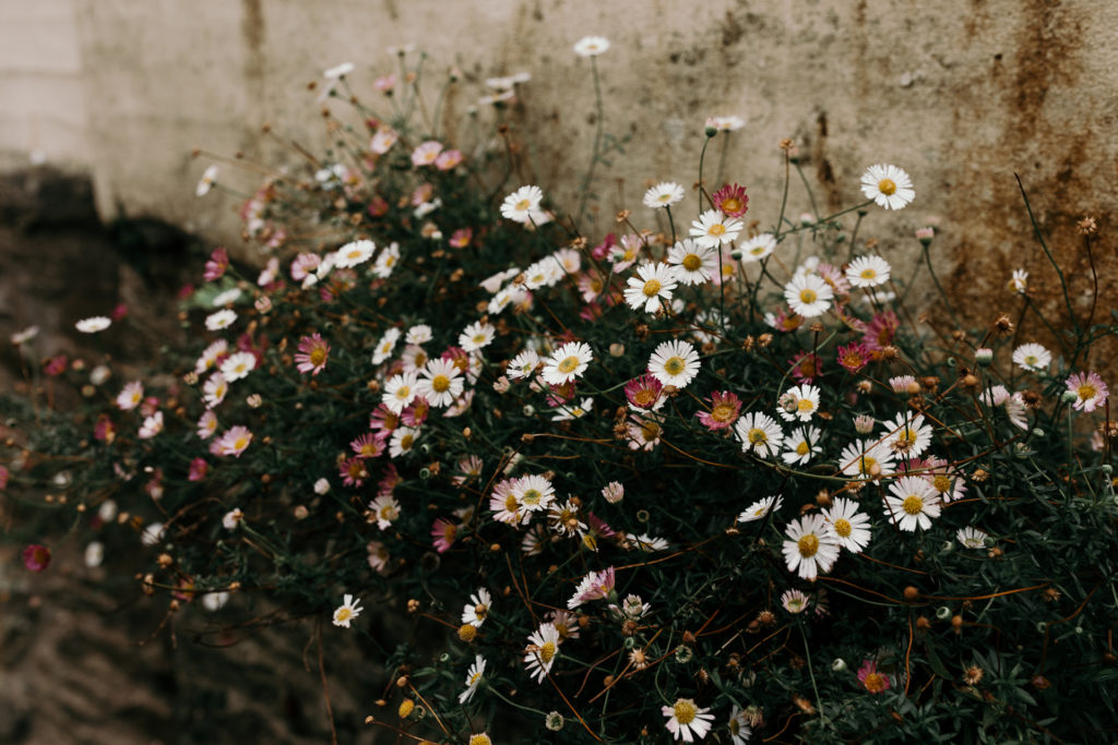 White and pink flowers behind the wall. Pretty colors. Hampshire photography. Ewa Jones Photography