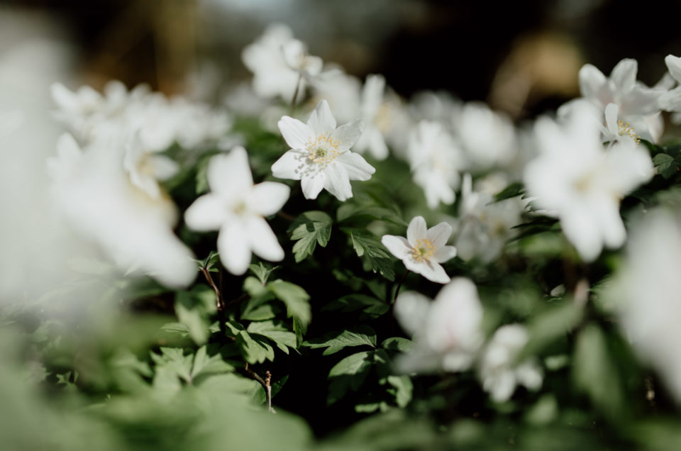 Lovely white blooming flowers. Easter crafts with kids. Ewa Jones Photography