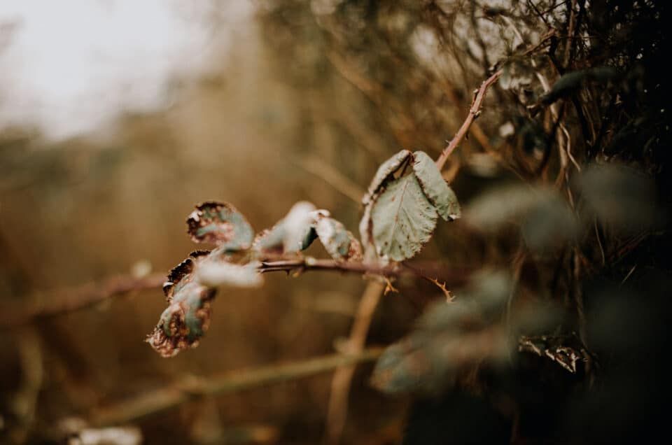 Green dry leaf of berries. Photographer memoir to be present