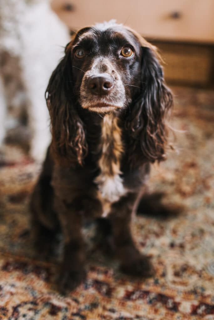 Lovely dog sitting on the floor and looking at the camera