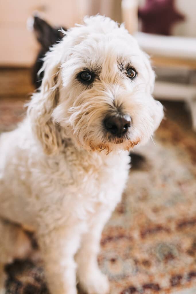 Lovely dog sitting on the floor and looking at the camera