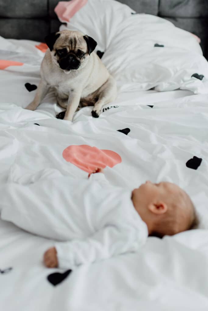 Newborn baby is wearing white baby grow and she is laying on the bed yawning. little dog is also on bed and looking at baby. in-home lifestyle newborn baby photo session in Hampshire. Ewa Jones Photography