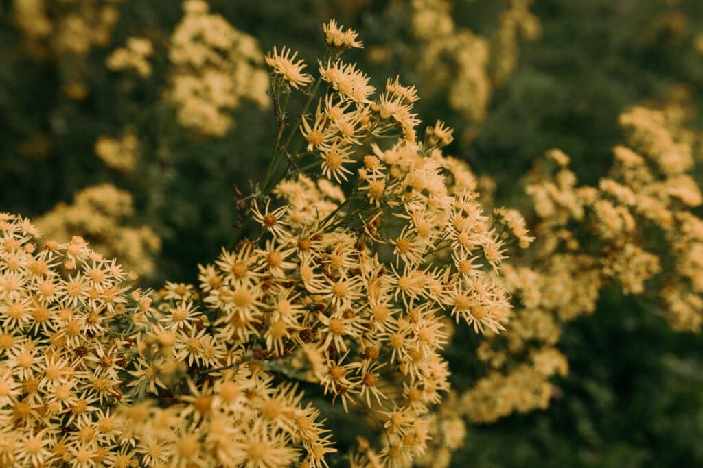 Wild flowers on the field. Flowers are yellow colour. Ewa Jones Photography