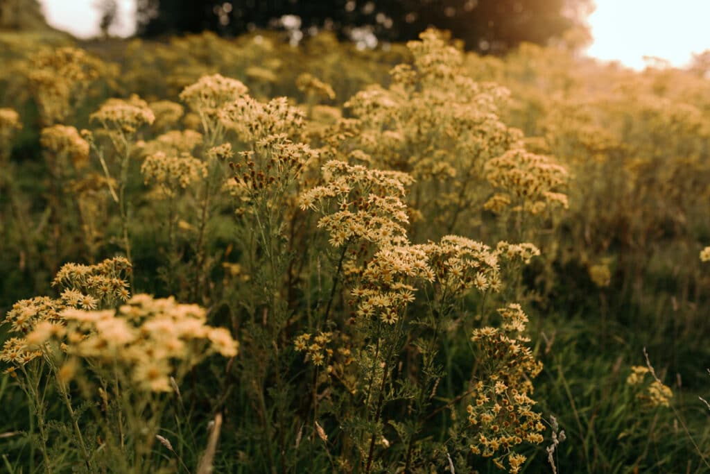 Wild flowers on the field. Flowers are yellow colour. Ewa Jones Photography