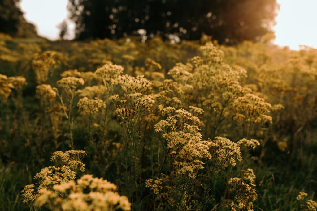 Wild flowers on the field. Flowers are yellow colour. Ewa Jones Photography