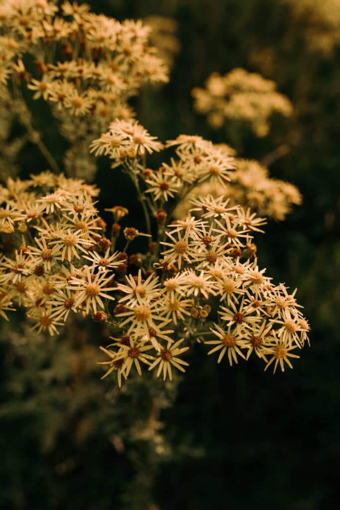 Wild flowers on the field. Flowers are yellow colour. Ewa Jones Photography