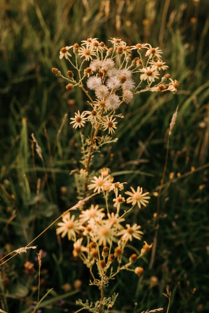 Wild flowers on the field. Flowers are yellow colour. Ewa Jones Photography