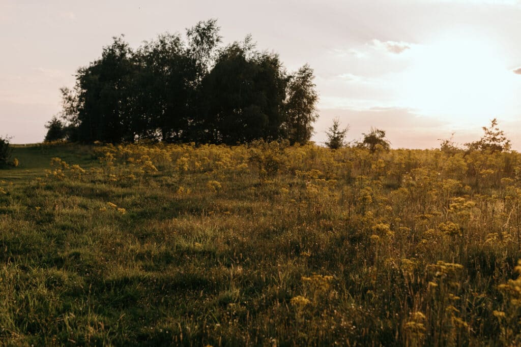 Field of lovely yellow wild flowers. Sun is shining and making the field of flowers looking gold. Ewa Jones Photography