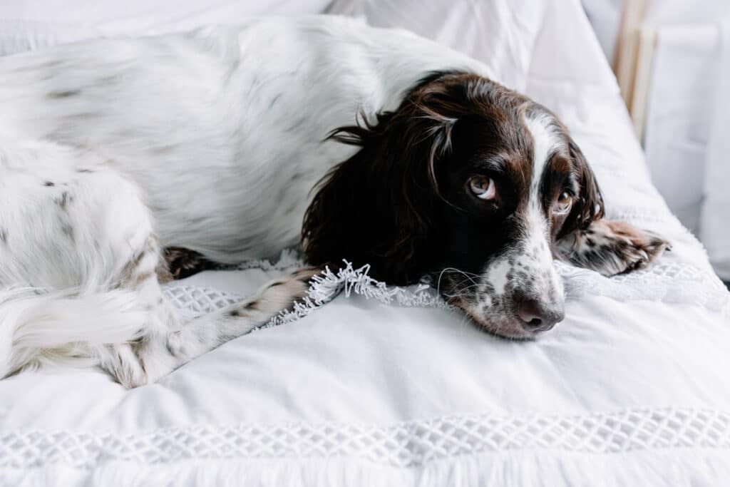 Close up detail of dog. Ewa Jones Photography