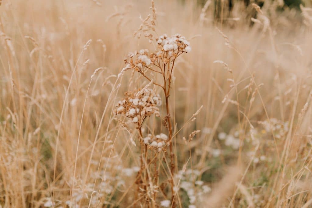 picture of the wild grass. Ewa Jones Photography