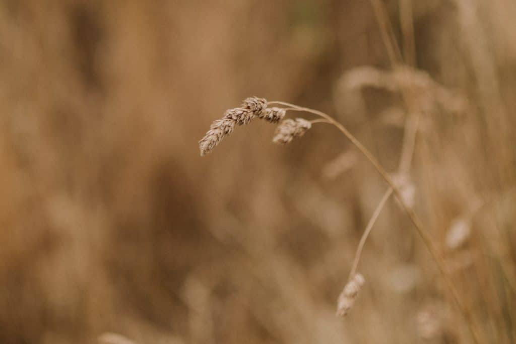 picture of the wheat. Ewa Jones Photography